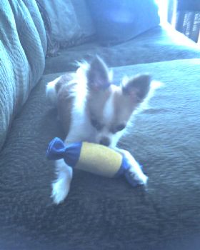 psylentia profile photo