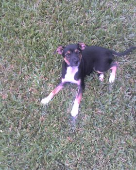 psylentia profile photo