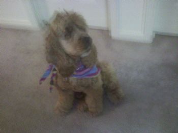 blessedist profile photo