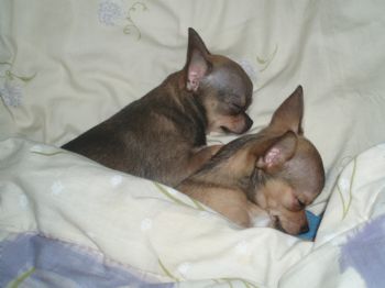 chigrl691 profile photo