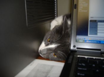 Insurancegal profile photo