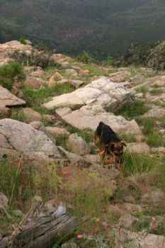 crassulaceae profile photo