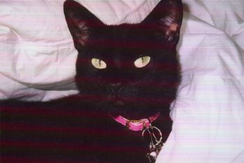 nekomelchan profile photo