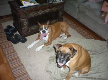 ozzieo2006 profile photo