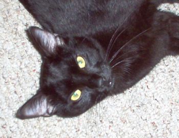 twinheaded profile photo