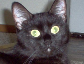 twinheaded profile photo