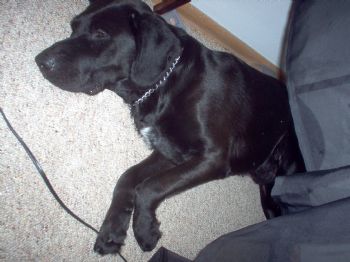 twinheaded profile photo