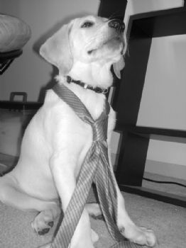 kelpie profile photo