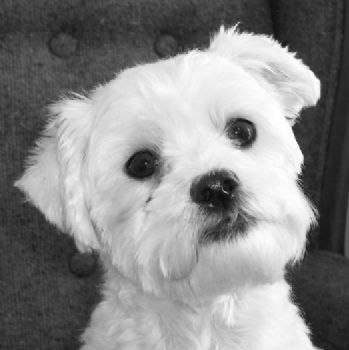 tarabank profile photo