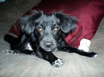 lillady profile photo