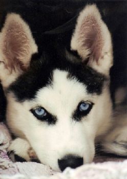 tdeininger profile photo