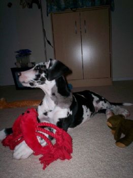 laxtontd6 profile photo