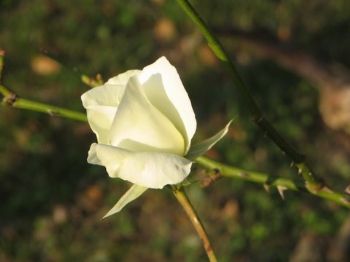 Colorin profile photo