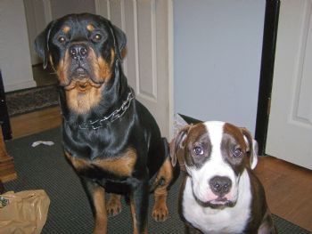 rdobbie23 profile photo