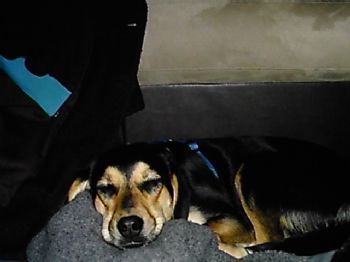 4thedog profile photo