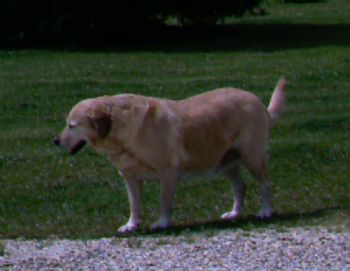 restlesssoul profile photo