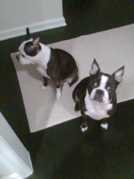 Shabana518 profile photo