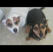 chefjackie profile photo