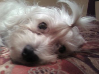 ladeebug81 profile photo