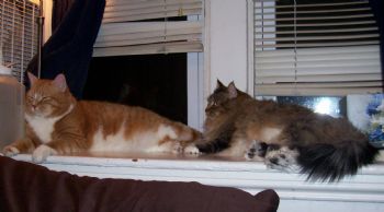 shoshanna profile photo