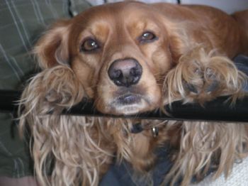 tpoire profile photo