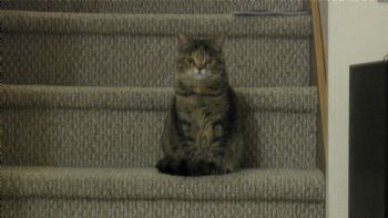 alicialishan profile photo