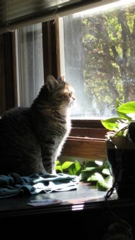 alicialishan profile photo