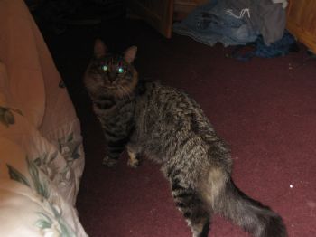 lishoustar profile photo