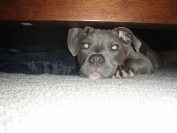 jred1000 profile photo