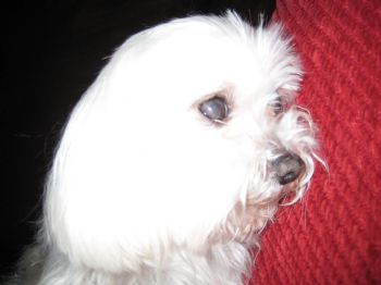 Amanda616 profile photo