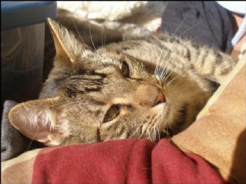 CaliAly profile photo