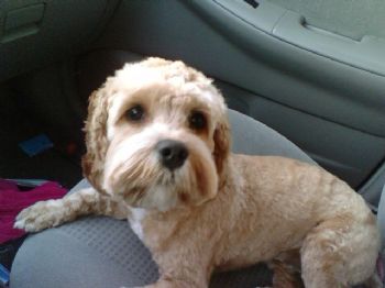 vanandcali profile photo