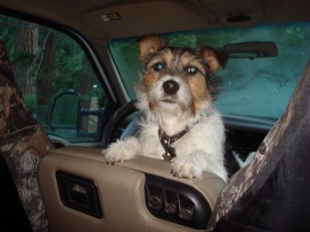 calindax profile photo