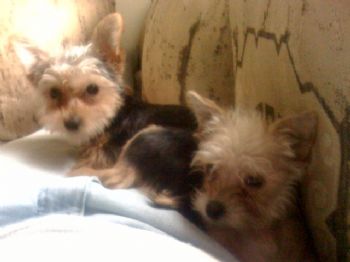 Agilbster020 profile photo