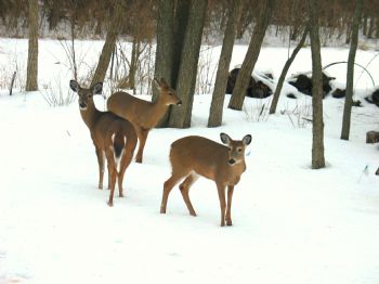 eagle1239 profile photo