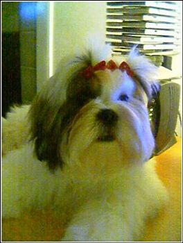lovablecooky profile photo