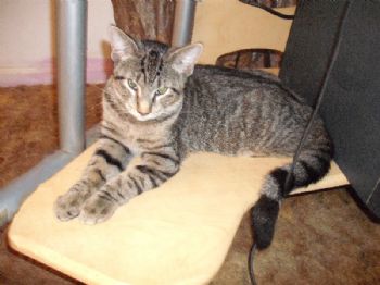 Kiario profile photo