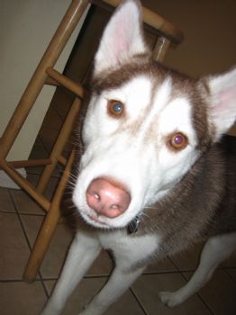 cintha profile photo