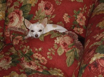 webestylin profile photo