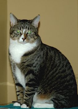 luvdarts profile photo