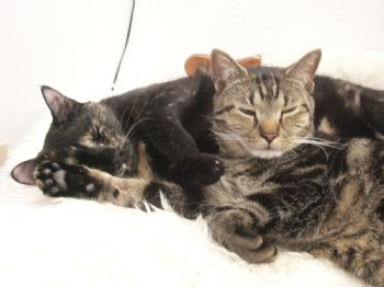 AlejandraR profile photo