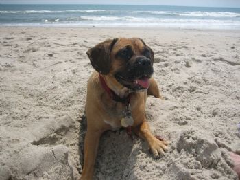 antrogo profile photo