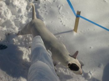 zeusbully profile photo