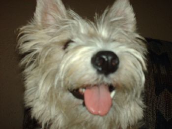 candigirl22 profile photo