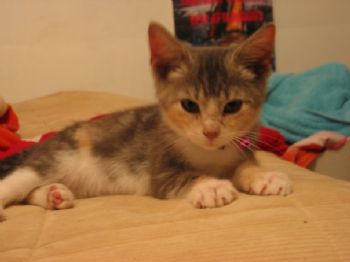Adellita profile photo