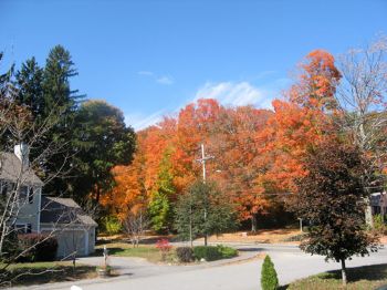 shedward profile photo