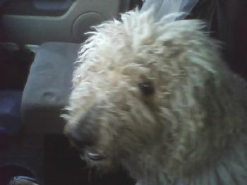 Bob Whitney profile photo