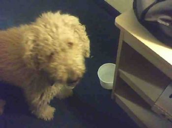 Bob Whitney profile photo