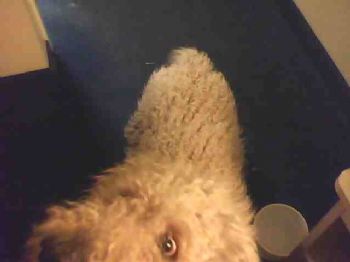 Bob Whitney profile photo