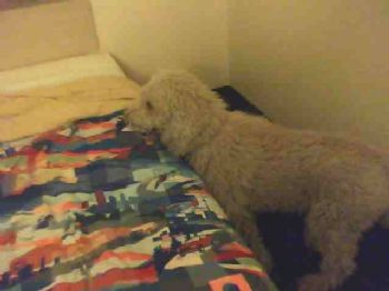 Bob Whitney profile photo